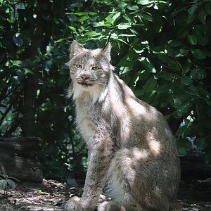 Queens Zoo - Canada Lynx