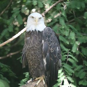 Queens Zoo - Bald Eagle