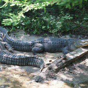 Queens Zoo - American Alligator