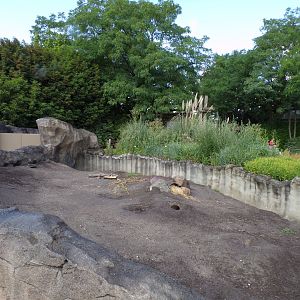 North America- Prairie dog enclosure 13.7.23