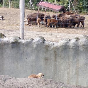 North America- Prairie dog and American bison herd 13.7.23
