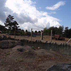 North America- Prairie dog enclosure and American bison enclosure 13.7.23