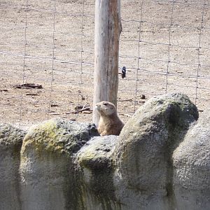 North America- Escaped prairie dog??? 13.7.23