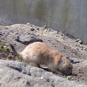 North America- Prairie dog 13.7.23