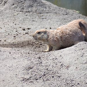 North America- Prairie dog 13.7.23