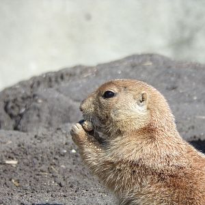 North America- Prairie dog 13.7.23
