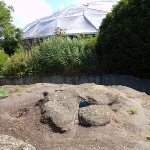 North America- Prairie dog enclosure 13.7.23