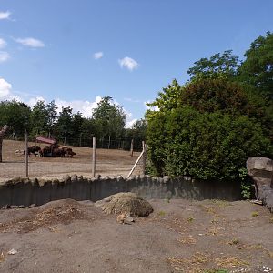 North America- Prairie dog enclosure 13.7.23
