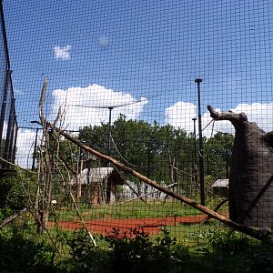 Oceanium- Ring-tailed lemur and Helmeted Gunieafowl enclosure 13.7.23