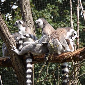 Oceanium- Ring-tailed lemurs 13.7.23