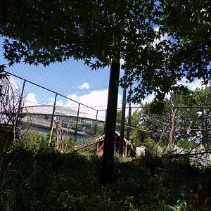 Oceanium- Ring-tailed lemur and Helmeted Gunieafowl enclosure 13.7.23