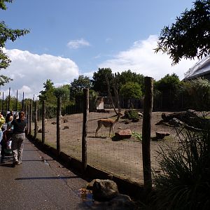 South America- Vicuña and Rhea enclosure 13.7.23