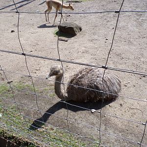 South America- Rhea 13.7.23