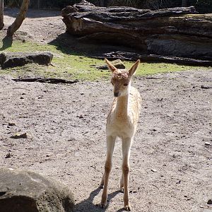 South America- young Vicuña 13.7.23