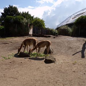 South America- Feeding Vicuñas 13.7.23