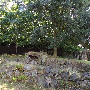 South America- Southern pudu enclosure 13.7.23