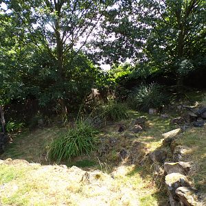 South America- Southern pudu enclosure 13.7.23