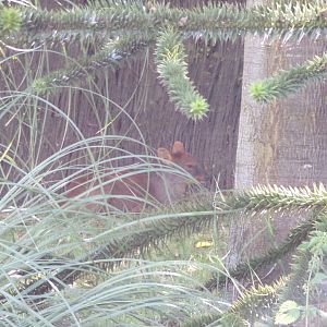 South America- Southern pudu 13.7.23