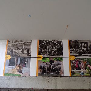 Zoo history timeline 13.7.23