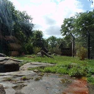 Asia- Asiatic Lion enclosure 13.7.23