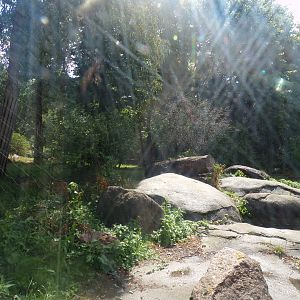 Asia- Asiatic Lion enclosure 13.7.23