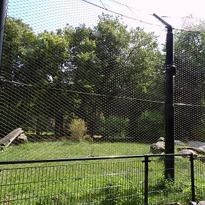 Asia- Asiatic Lion enclosure 13.7.23