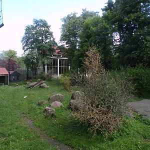 Asia- Asiatic Lion enclosure 13.7.23