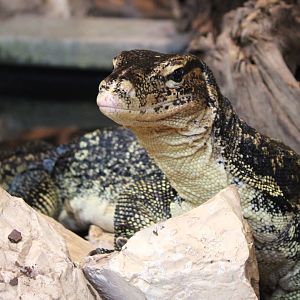 Sri Lanka water monitor - Varanus salvator salvator