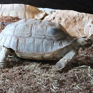 African spurred tortoise