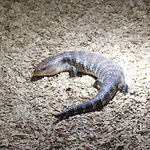 Tiliqua scincoides