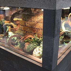 Ball python enclosure