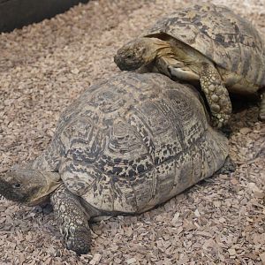 Leopard tortoises