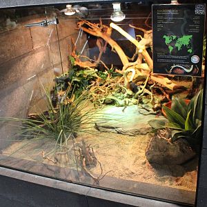 Enclosure Boa constrictor