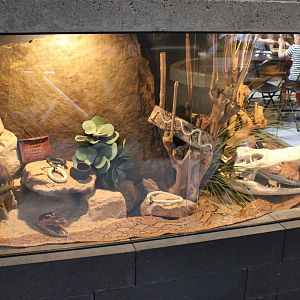 "Forbidden reptile souvenirs"