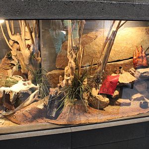 "Forbidden reptile souvenirs"