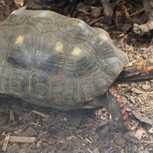 Red-footed tortoise