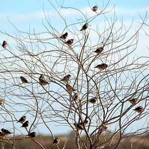 Zebra finches