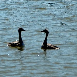 Little grebes displaying