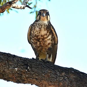 Brown falcon