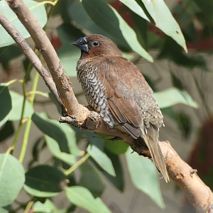 Scaly-breasted Munia