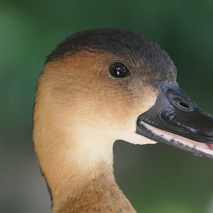 Wandering Whistling-Duck