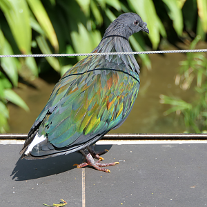 Nicobar Pigeon