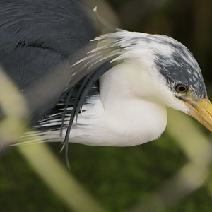 Pied Heron