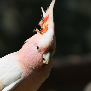 Major Mitchell's Cockatoo