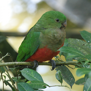 Australian King Parrot