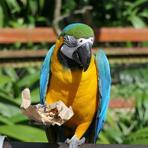 Blue-and-yellow Macaw demonstrating some exemplary tool use