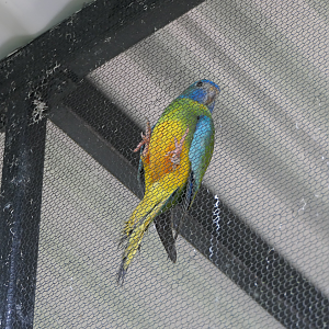 Turquoise Parrot