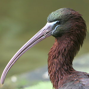 Glossy Ibis
