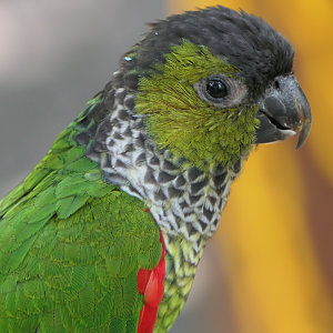 Black-capped Conure