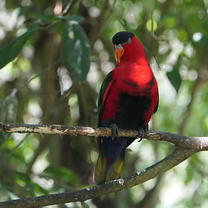 Black-capped Lory